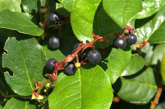 Salal berries.jpg