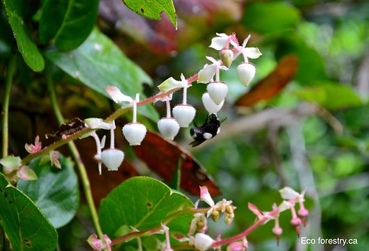 Salal blossom.jpg