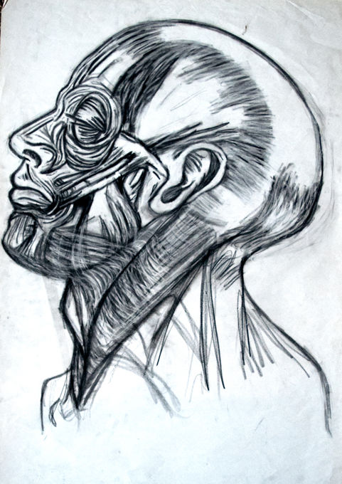 HUMAN FIGURE STUDY