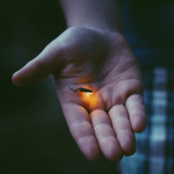 Thumbnail: Bohol | Tour D | Fireflies Watching Tour