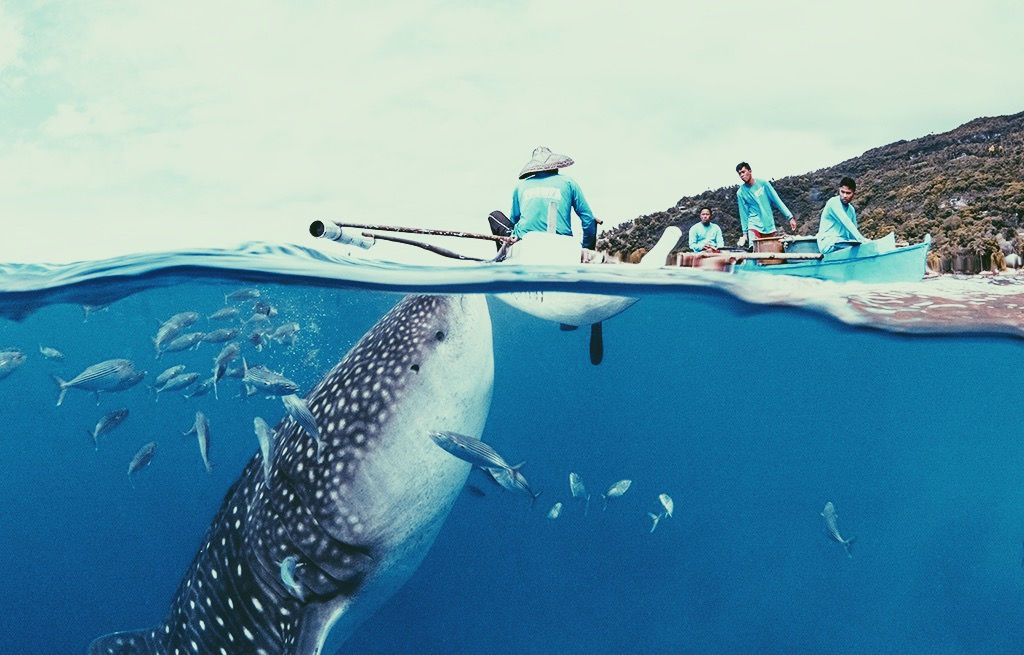 Cebu | Tour C | Whale Watching + Simala Shrine