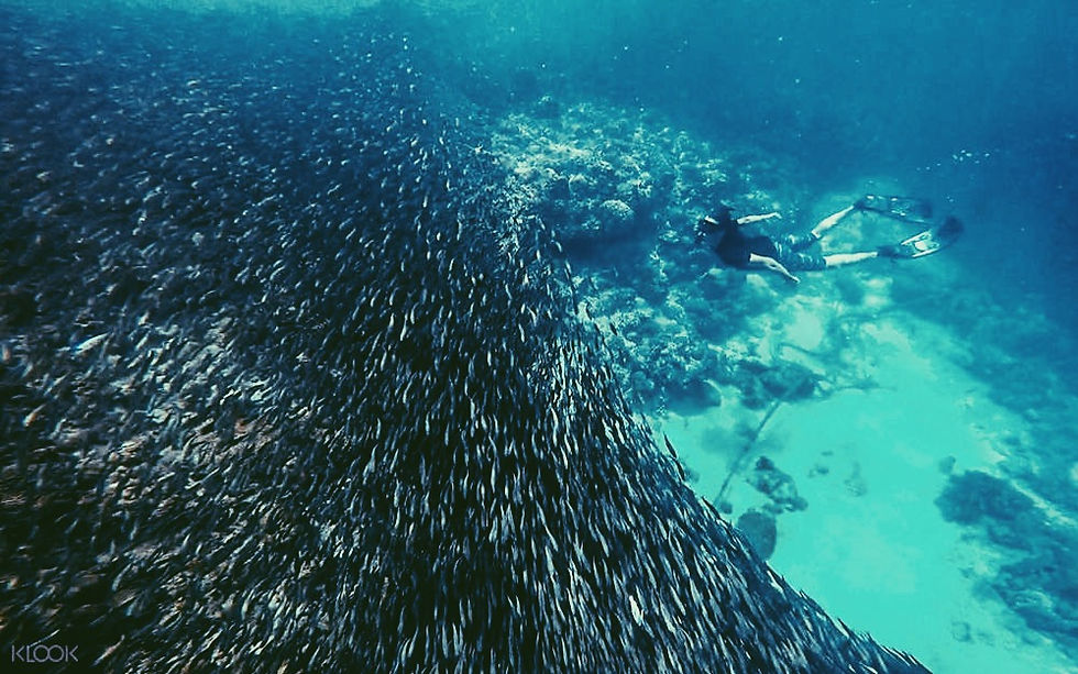 Thumbnail: Cebu | Tour I | Pescador Island + Kawasan Falls
