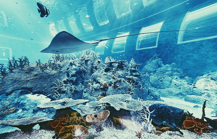 Thumbnail: Singapore | Tour I | Sea Aquarium