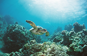 Sea Turtle
