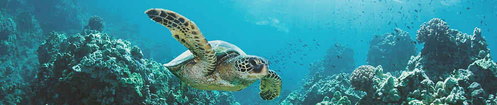 Sea Turtle