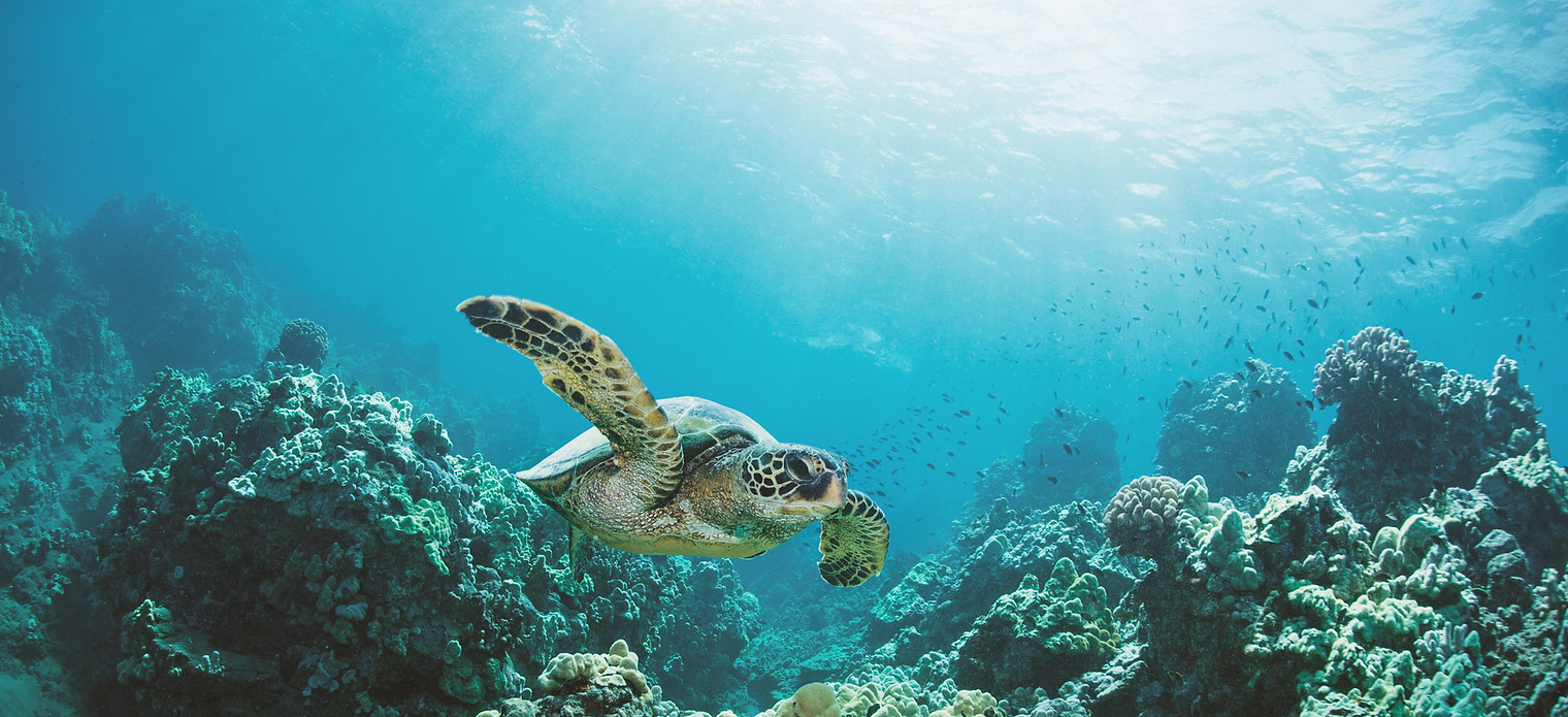 Sea Turtle