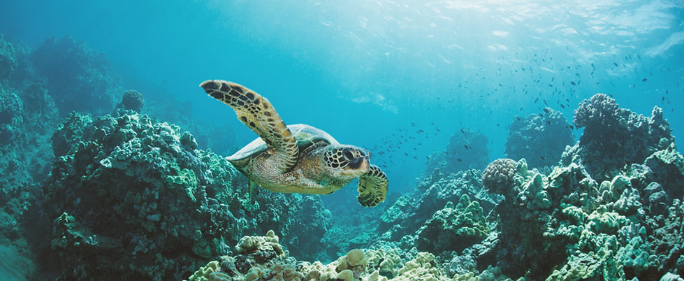 Sea Turtle