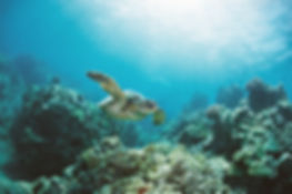 Plastic Free Oceans