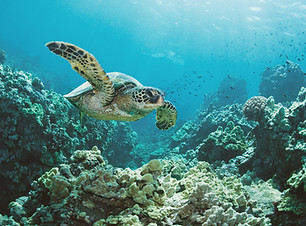 Sea Turtle