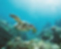 Tortue de mer