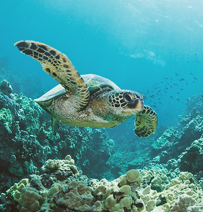 Sea Turtle