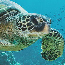 Sea Turtle