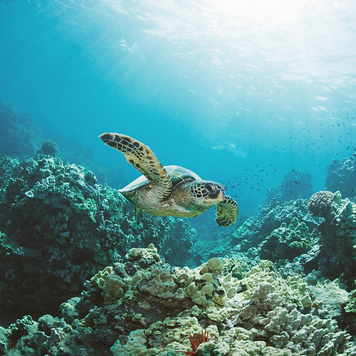 Sea Turtle