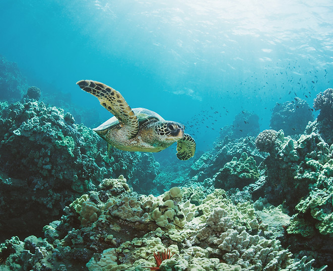 Tortue de mer