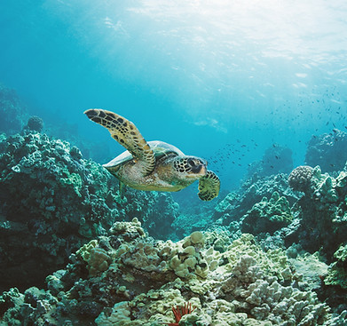 sea turtle