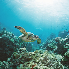 A sea turtle floating in the ocean