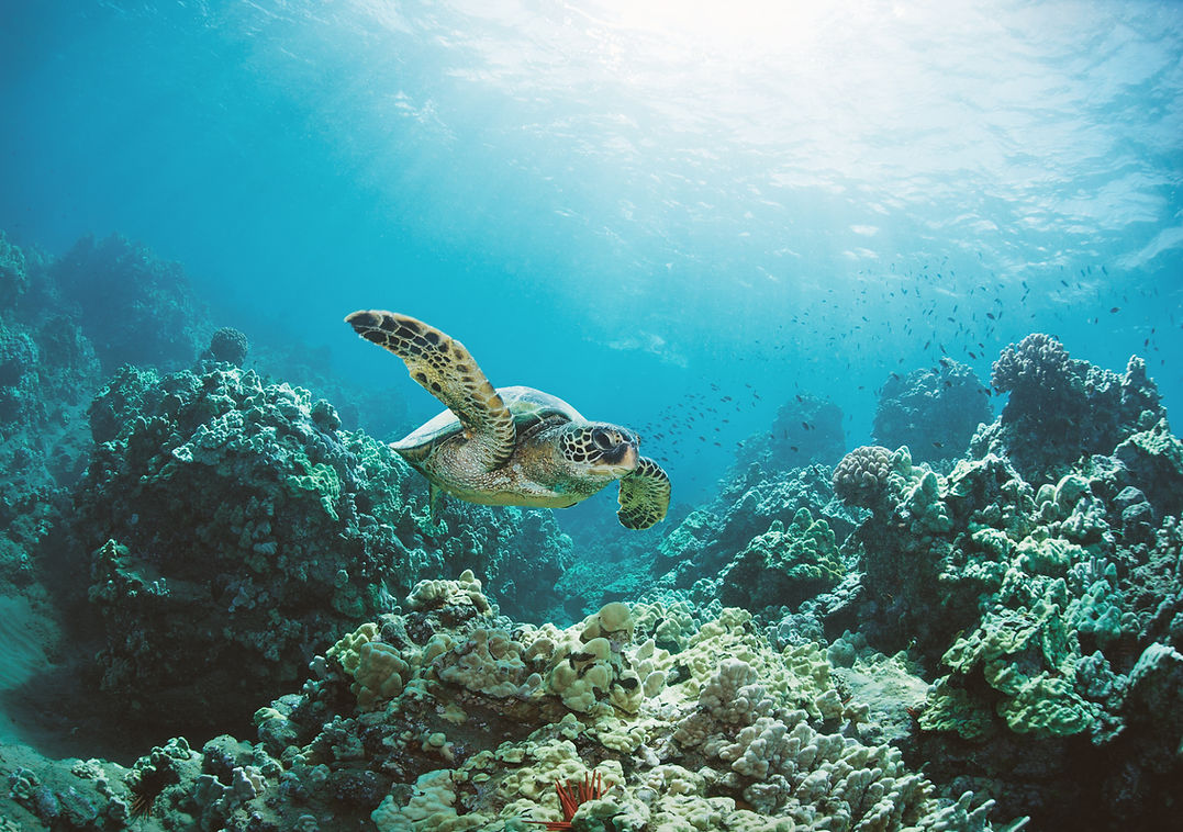 Sea Turtle