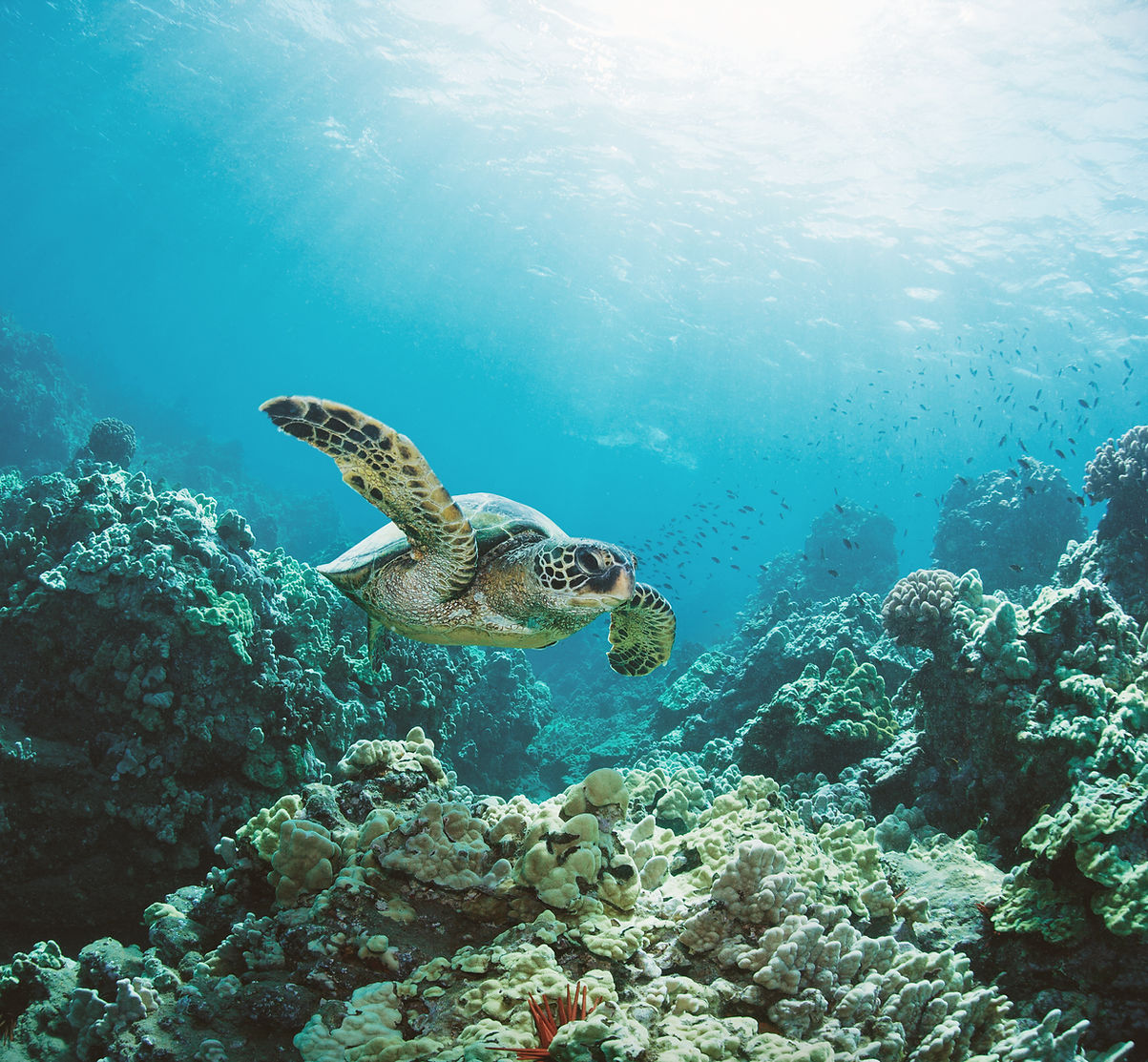 Sea Turtle