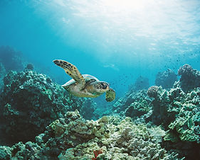 Sea Turtle