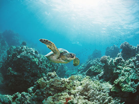 What do the fish-vs-plastic myths distract us from?