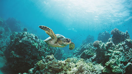 Οι παραλίες ωοτοκίας της Caretta caretta υπό πίεση - Μόνο το 12% σε καλή κατάσταση
