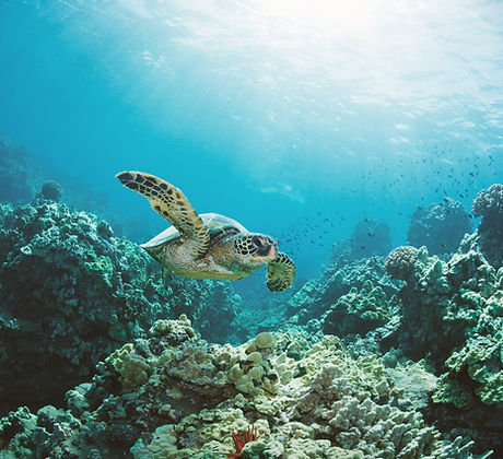Sea Turtle