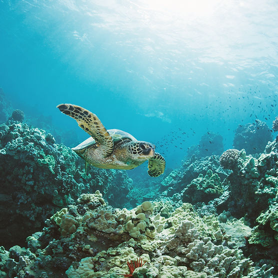 Free Ecology Lesson Plan / Aquatic Biomes / Saltwater & Freshwater Free Ecology Lesson Plan / Aquatic Biomes / Saltwater & Freshwater