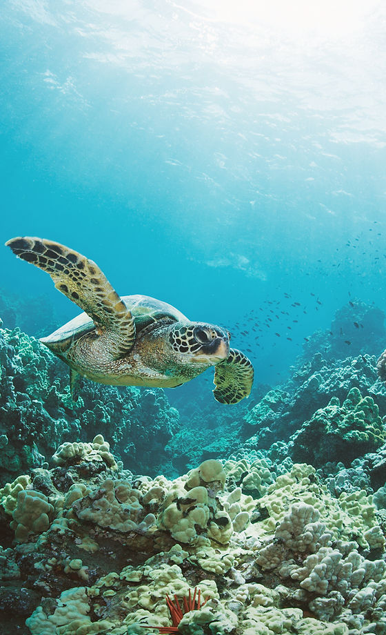 Sea Turtle