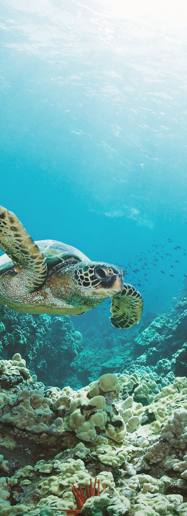 Sea Turtle