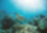 Tartaruga marinha
