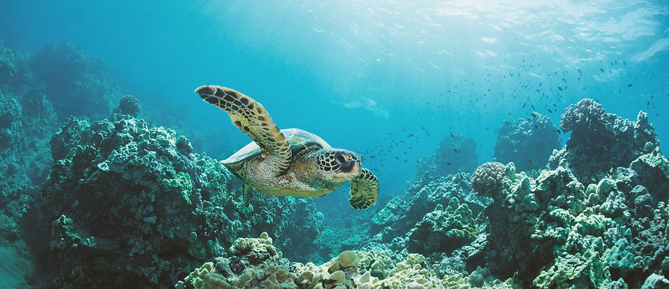 Sea Turtle