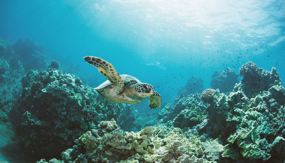 Turtle in Nusa Penida diving