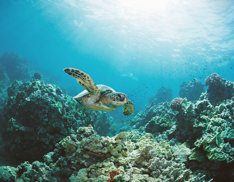 Sea Turtle