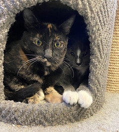 rescue kitty 2.JPG