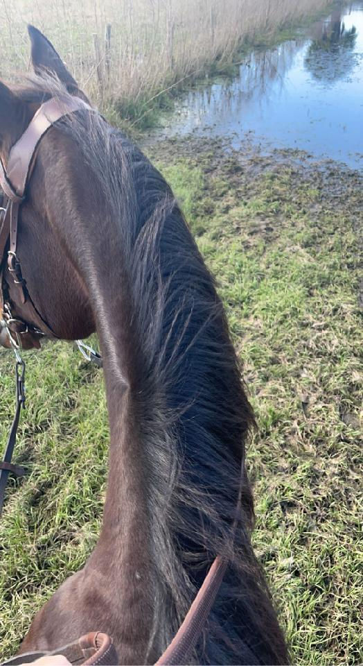 Trail Ride