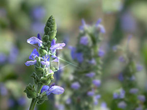 Výhody bílých chia semínek