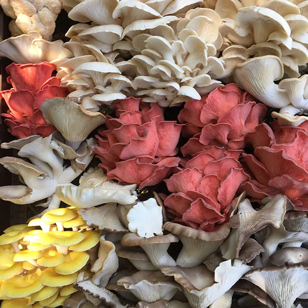 Mushroom Mountain Farm Tour