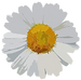 high quality flower