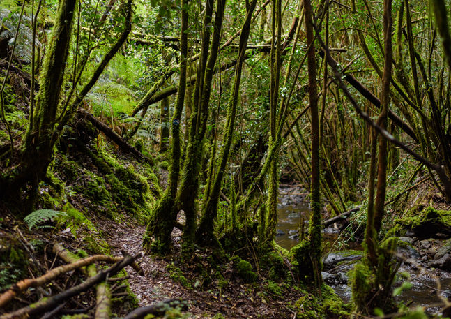 Wooden trail surrounded by native trees and ferns in Parque Tronadores, Chiloé.