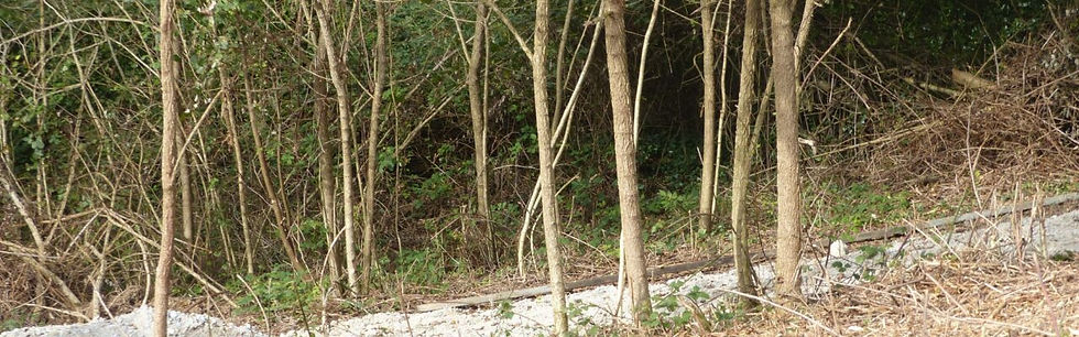 CREEK-4-1280x400.jpg
