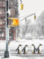 3 Pinguine, New York, Winter, auf der Straße