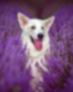 9U9A9755 copy_edited.jpg