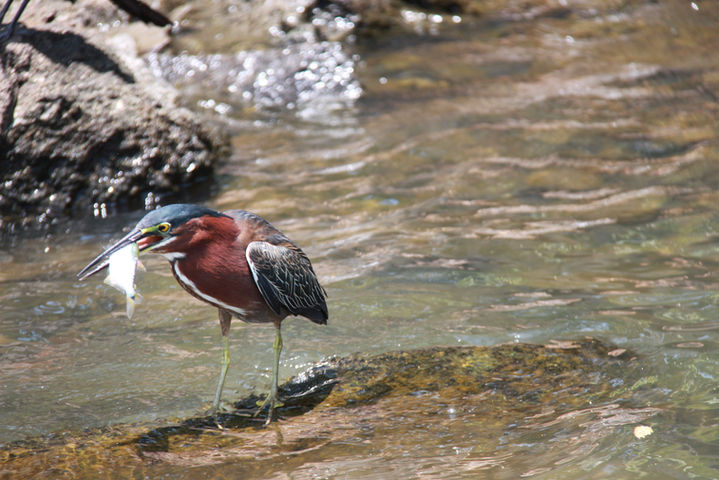 Green heron with a fish in its beak