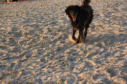 נינה נחשולים