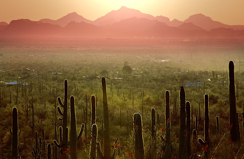 1-cactus cerritos.jpg