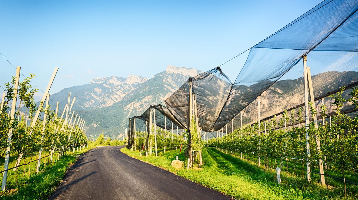 Boomgaard in Zuid Tirol