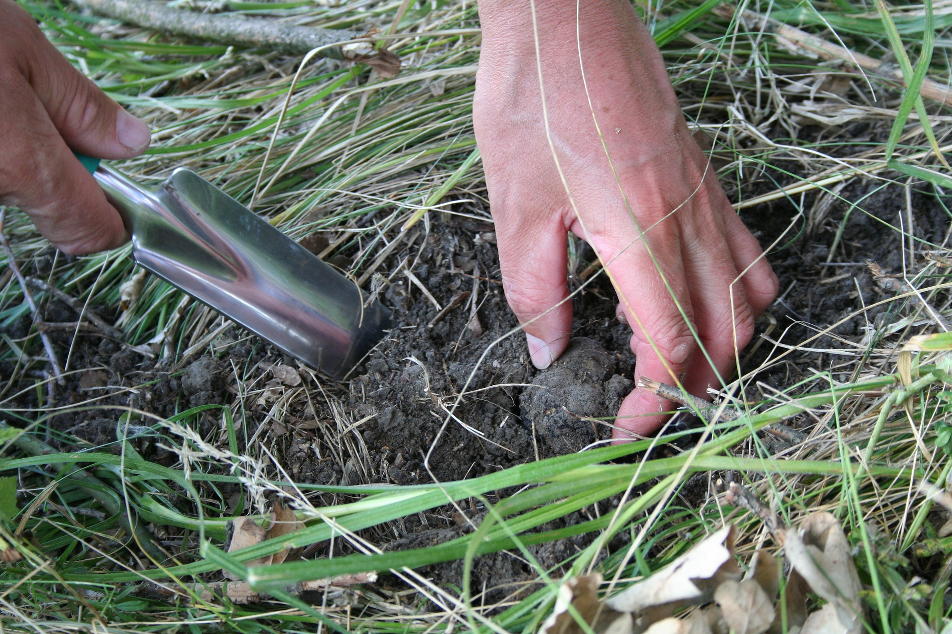 Truffels van de grond halen