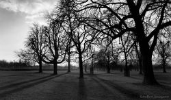 Bushy Park, Teddington