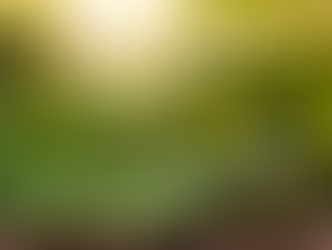 Young green seedlings growing in dark soil, illuminated by bright sunlight with a blurred green background, evoke a fresh, hopeful mood.