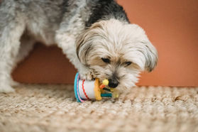 B9E33330-0264-4EAD-A09E-8C063070D30A (1).jpeg